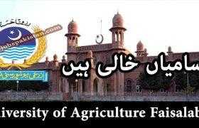 University of Agriculture Faisalabad Jobs 2020