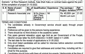 Position at Rice Research Institute Kala Shah Kaku 2022